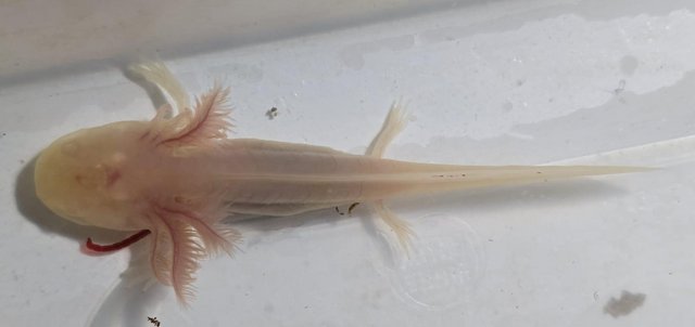 Image 4 of leucistic albino axolotls 3 months old