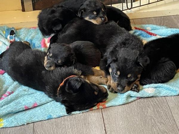 Image 2 of Rottweiler pup looking for her forever home
