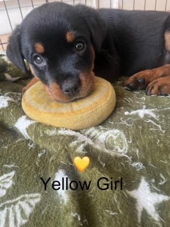 Image 7 of Beautiful chunky Rottweiler puppies