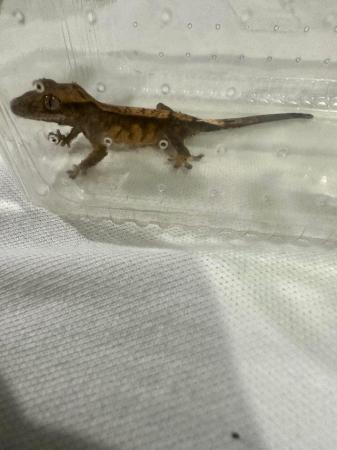 Image 7 of Crested gecko babies available now