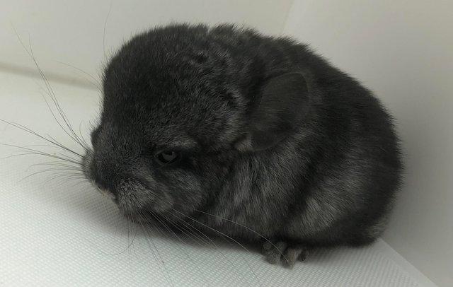 Image 3 of Chinchillas for sale in Staffordshire
