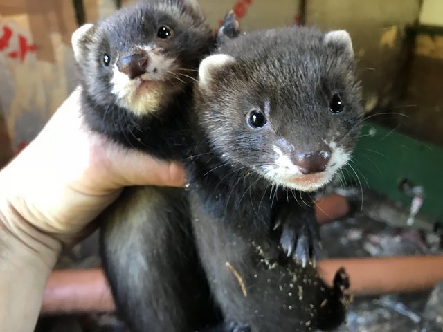 Preview of the first image of Dark European Polecat Kits.