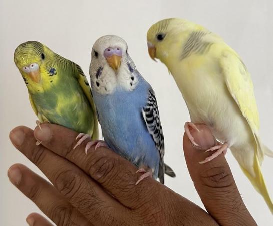 Image 1 of Hand Tame Baby Budgie Parakeets