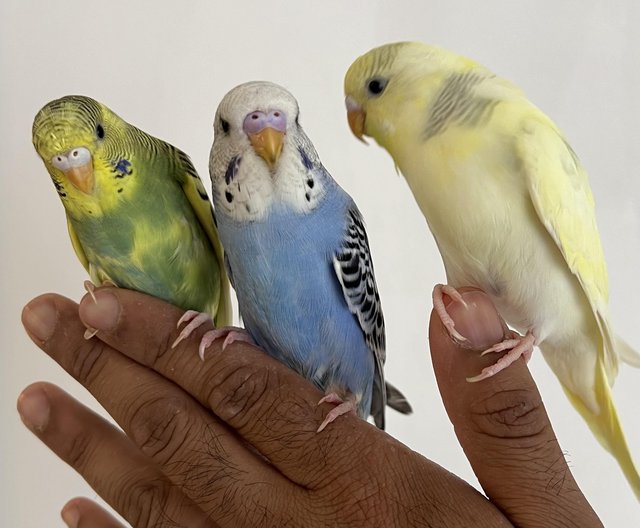 Preview of the first image of Hand Tame Baby Budgie Parakeets.