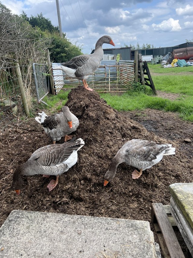 Preview of the first image of Toulouse geese a breeding quartet…...