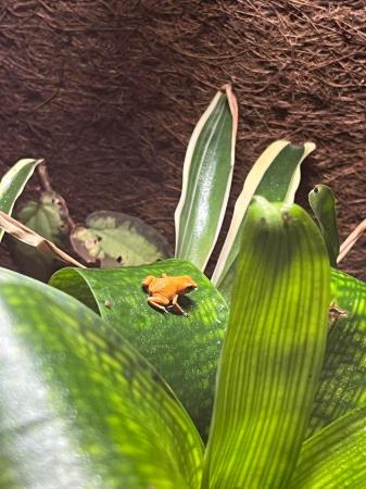 Image 5 of Oophaga pumilio ’solarte’ Male Dart frogs