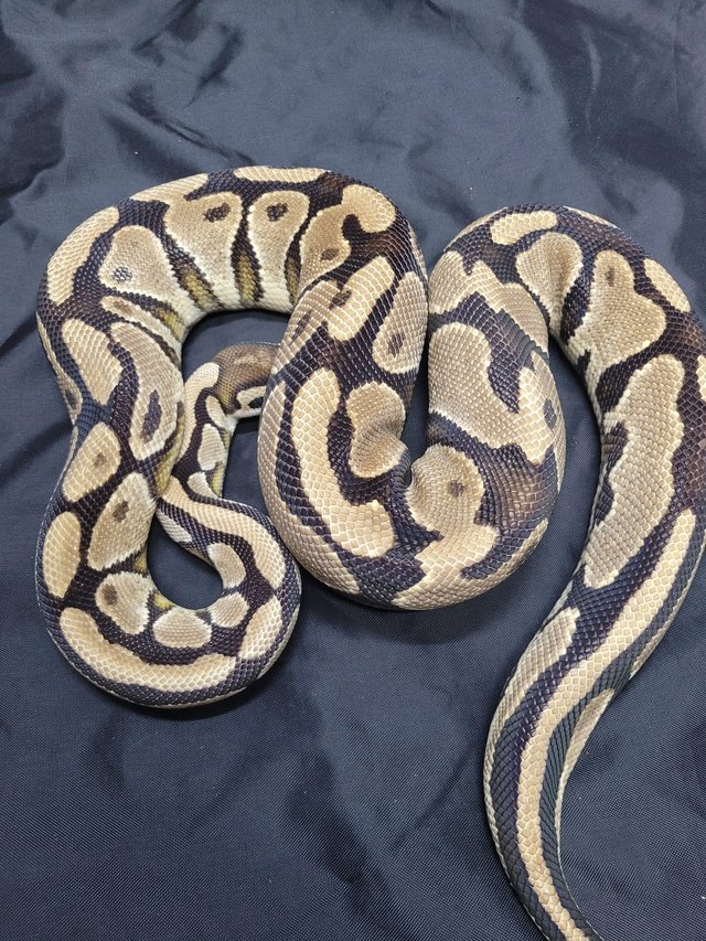 Preview of the first image of Yellow belly female royal python.