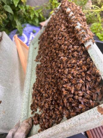 Image 3 of National and Langstroth Bee nucs for sale reserve your nucs