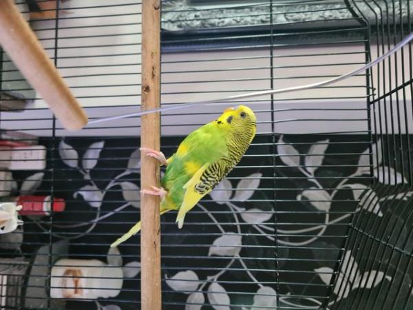 Image 1 of Beautiful Young Male Budgie