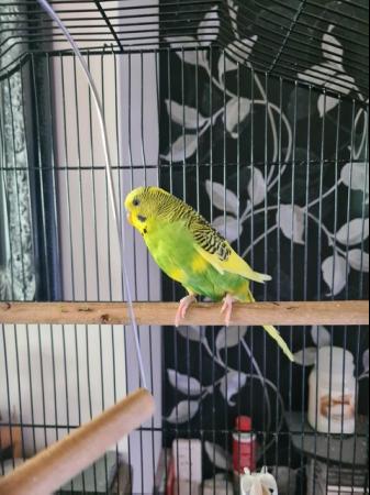 Image 1 of Beautiful Young Male Budgie