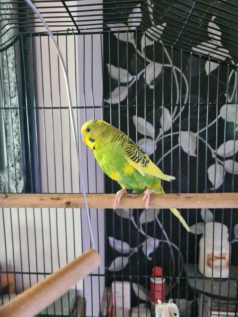 Preview of the first image of Beautiful Young Male Budgie.