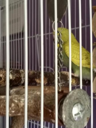 Image 6 of Cute, semi tame budgie chicks