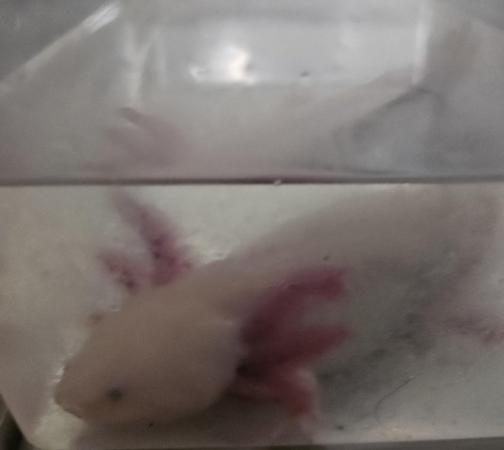 Image 5 of Male Leucistic Axolotl..