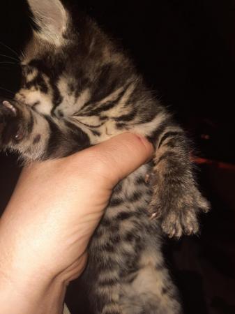 Image 10 of Charcoal and gold bengal kittens