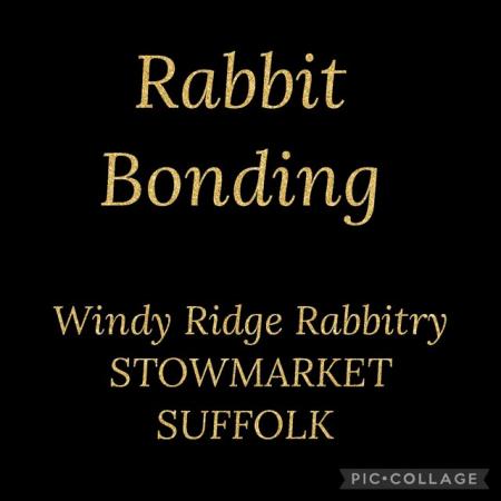 Image 2 of Rabbit Bonding -Stowmarket Suffolk