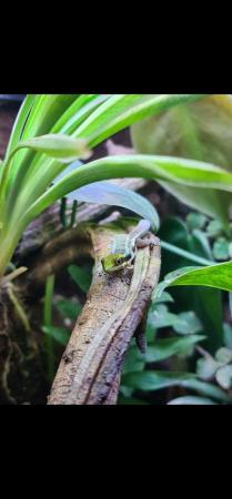 Image 3 of Phelsuma Klemmeri  neon day gecko male