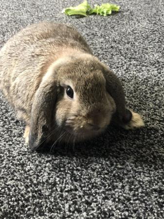 Image 2 of 2x 4 year old mini lop rabbits