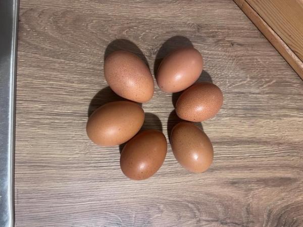 Image 3 of Hatching Eggs various breeds available