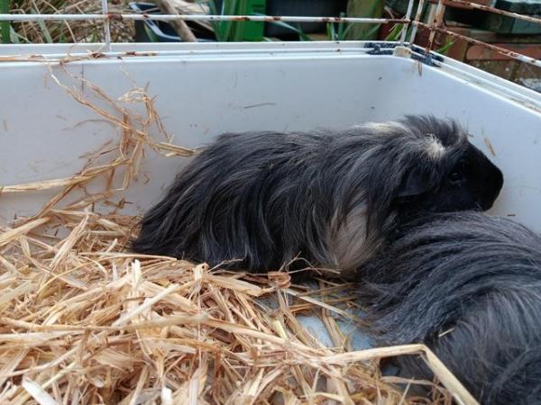 Image 2 of Guinea pigs for sale read now