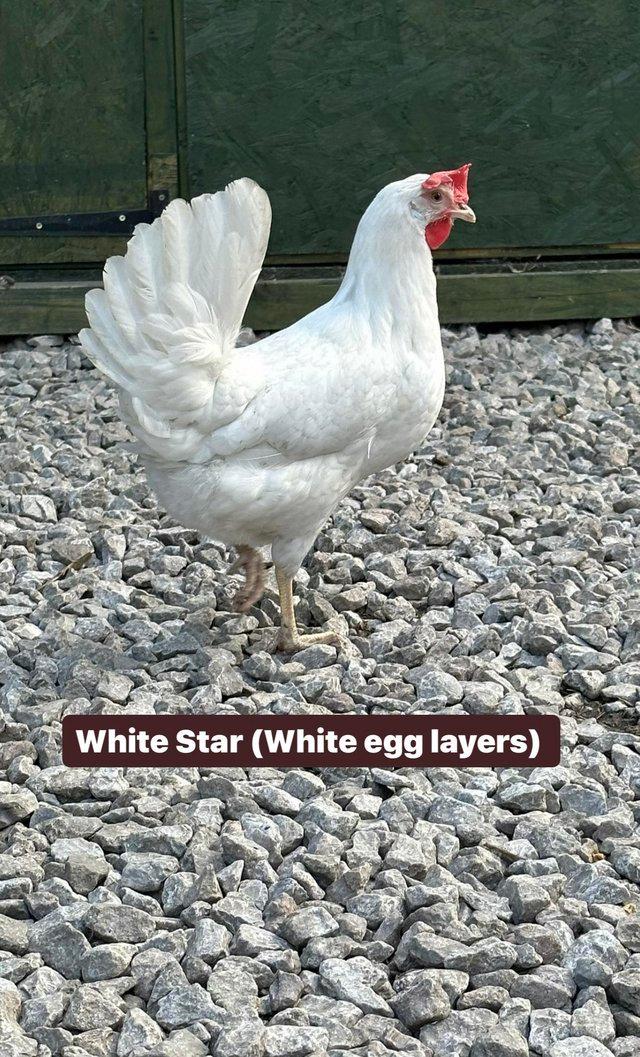 Preview of the first image of Point of lay hens in a range of breeds.