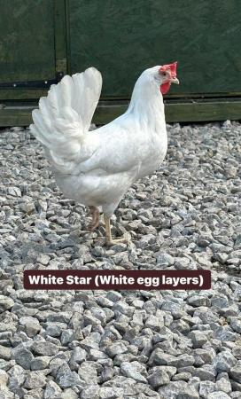 Image 1 of Point of lay hens in a range of breeds