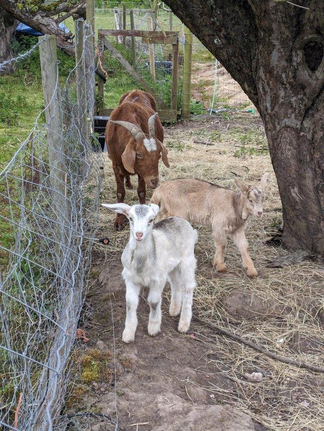 Preview of the first image of Boer X Nanny with 2 wethers kids at foot.