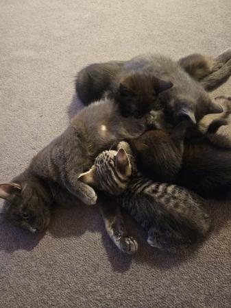 Image 4 of Beautiful mixed kittens