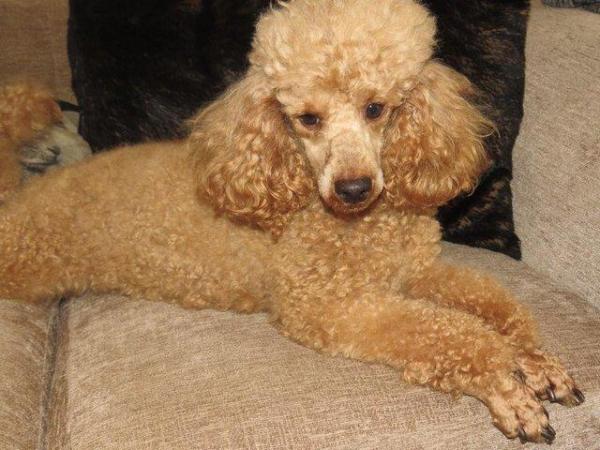 Image 51 of RED KC REG TOY POODLE FOR STUD ONLY! HEALTH TESTED