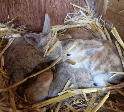 Image 3 of Bunnies looking for loving forever homes