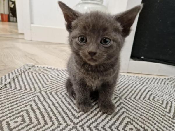 Image 4 of 3 beautiful grey kittens for sale