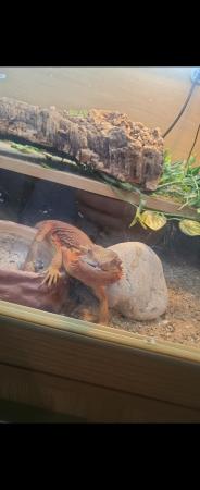Image 5 of Translucent red female bearded dragon