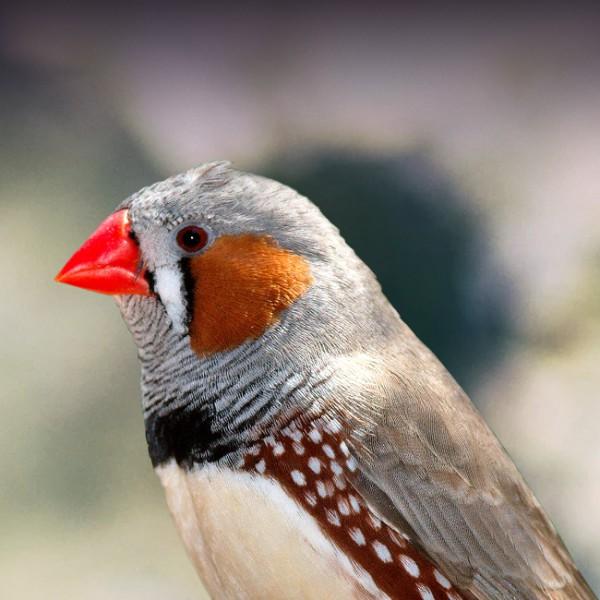 Preview of the first image of Wanted zebra finches or other finches.