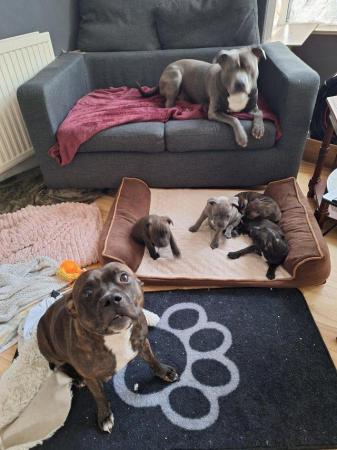 Image 7 of Gorgeous microchiped and vaccined pups staffie All SOLD