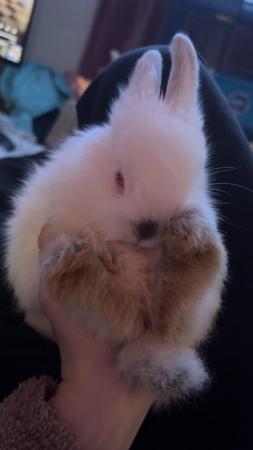 Image 1 of 9 weeks old bunny / 2 boys available