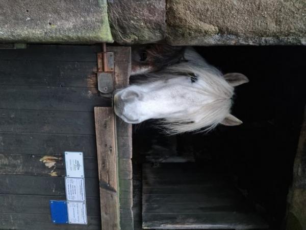 Image 1 of Highland brood Mare for sale