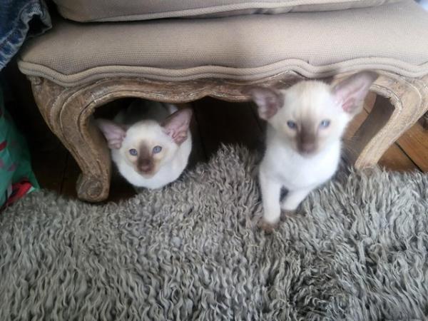 Image 2 of GCCF registered chocolate siamese kittens