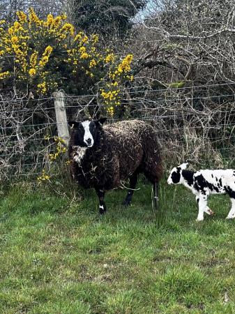 Image 2 of Registered Grade 4 Dutch spotted ewe with lamb at foot