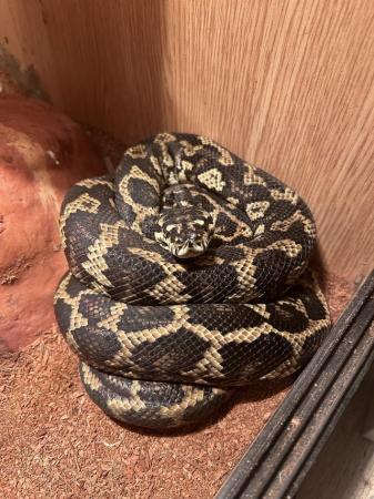 Image 5 of Stunning female carpet python