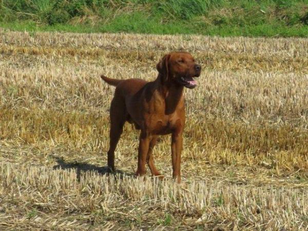 Image 8 of UK'S MOST EXTENSIVELY HEALTH TESTED LABRADOR STUD