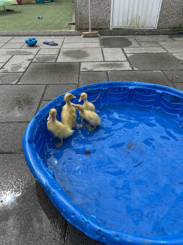 Preview of the first image of German pekin ducklings / ducks available.