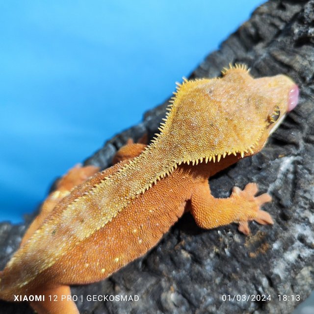 Preview of the first image of Female tangerine/red female crested gecko.