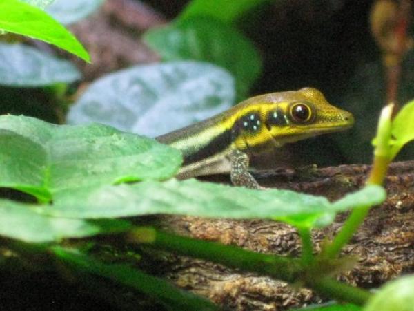 Image 5 of Phelsuma Klemmeri - Neon Day Geckos