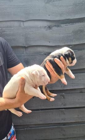Image 1 of English bull terrier puppies ! Kc Registered