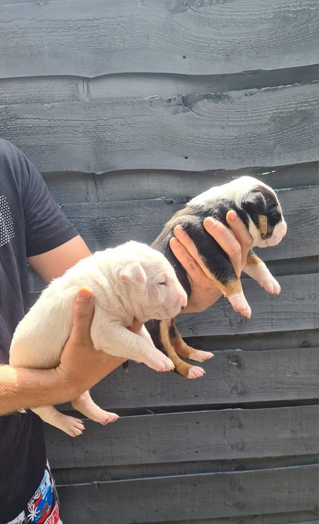 Preview of the first image of English bull terrier puppies ! Kc Registered.