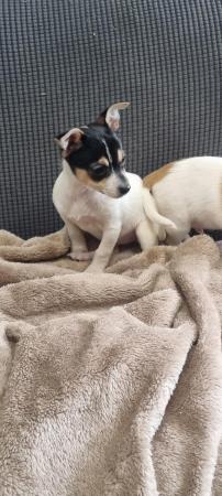 Image 3 of REDUCED 1 MALE  Jack russell x chihuahua puppy