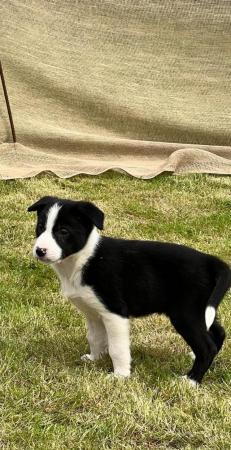 Image 28 of READY NOW One border collie girl puppy !!! One boy puppy !!!