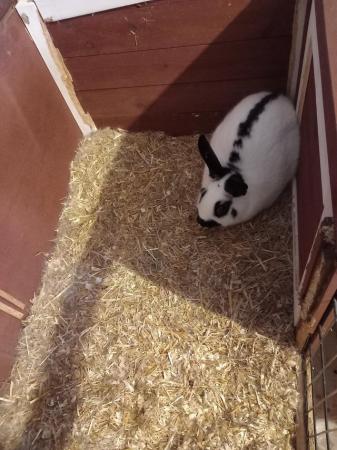 Image 5 of 2 9 month old rabbits for sale with hutch