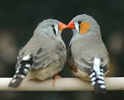 Image 3 of Zebra Finches for sale £10 each