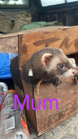 Image 1 of Working ferret kits - looking for new home