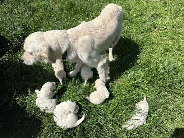 Image 6 of Golden retriever puppies for Sale